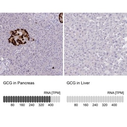 Glucagon Antibody, Novus Biologicals 0.1mL; Unlabeled:Antibodies, Polyclonal